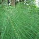 Cola de Caballo - Equisetum giganteum