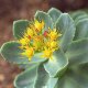 Rozchodnice růžová - Rhodiola rosea