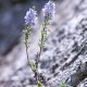 Rozrazil lékařský - Veronica officinalis