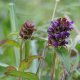 Černohlávek obecný - Prunella vulgaris