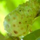 Noni - Morinda citrifolia