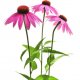 Echinacea purpurea - třapatka