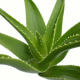 Aloe Vera - Aloe pravá