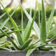 Aloe vera - Aloe pravá