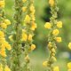 Divizna velkokvětá - Verbascum densiflorum