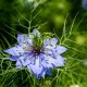 Černucha setá - Nigella sativa