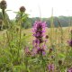 Bukvice lékařská - Betonica officinalis