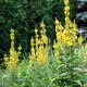 Divizna velkokvětá - Verbascum densiflorum