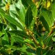 Bobkový list - Laurus nobilis