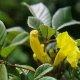 Tahuari - Tabebuia serratifolia