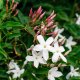 Jasmín - Jasminum officinale