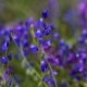 Vítod tenkolistý - Polygala tenuifolia