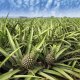 Ananas - Ananas comosus