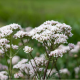 Kozlík lékařský - Valeriana officinalis