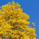 Tahuari - Tabebuia serratifolia