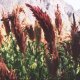 Kiwicha - Amaranthus caudatus