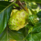 Noni - Morinda citrifolia